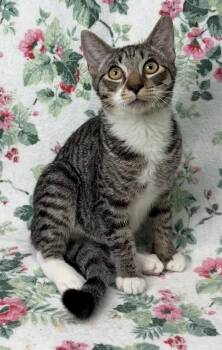 260842  Charles -  Domestic Short Hair Cat for Adoption in Wetumpka, Alabama - 260842  Charles | PetCurious