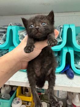 Danny -  Domestic Short Hair Cat for Adoption in Johnson City, Tennessee - Danny | PetCurious