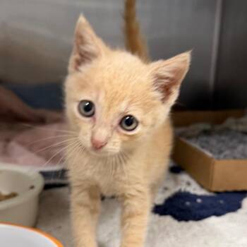Mr Spooky -  Domestic Short Hair Cat for Adoption in League City, Texas - Mr Spooky | PetCurious