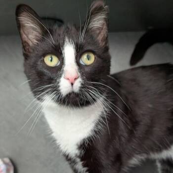 Domestic Short Hair Cats Available for Adoption - Recorder | PetCurious