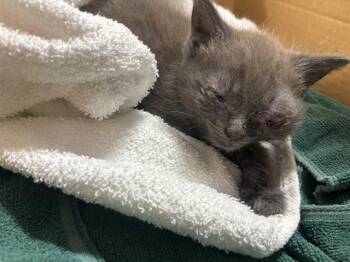 FIREFLY -  Domestic Short Hair Cat for Adoption in Louisville, Kentucky - FIREFLY | PetCurious