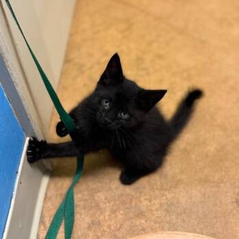 Terk -  Domestic Short Hair Cat for Adoption in Thayne, Wyoming - Terk | PetCurious