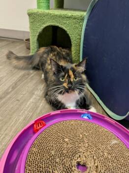 Artemis -  Domestic Medium Hair Cat Available for Adoption in Kodiak, Alaska - Artemis | PetCurious
