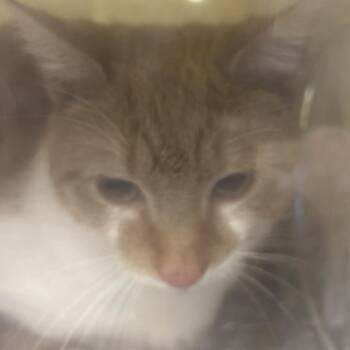 Domestic Short Hair Cats Available for Adoption - Yara | PetCurious