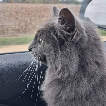 BITSY -  Russian Blue Cat for Adoption - BITSY | PetCurious