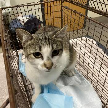 A611125 -  Domestic Short Hair Cat for Adoption in Modesto, California - A611125 | PetCurious