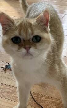 Rescue Devon Rex Cats for Adoption in Beverly Hills, California - Mika | PetCurious