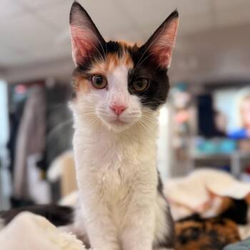 Manic Monday -  Domestic Short Hair Cat for Adoption in Boulder, Colorado - Manic Monday | PetCurious