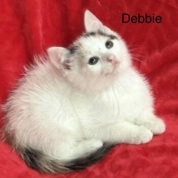 DEBBIE -  Turkish Van and Calico Cat for Adoption in Columbus, Ohio - DEBBIE | PetCurious