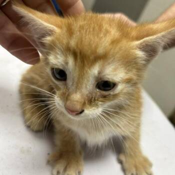 Domestic Short Hair Cats Available for Adoption in Lufkin, Texas - Chad | PetCurious