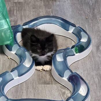Newt -  Domestic Long Hair Cat for Adoption in Jacksonville, Oregon - Newt | PetCurious