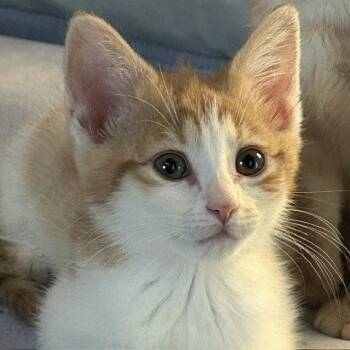 Wheat Thin -  Domestic Short Hair Cat for Adoption in Candler, North Carolina - Wheat Thin | PetCurious