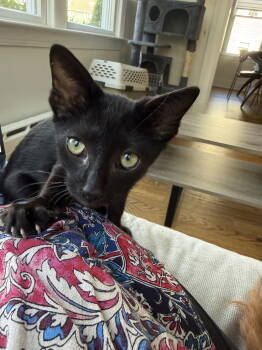 Rescue Domestic Short Hair Cats for Adoption in Herndon, Virginia - Zane | PetCurious