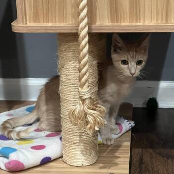 Short Stuff -  Domestic Short Hair Cat for Adoption in Nashville, Tennessee - Short Stuff | PetCurious