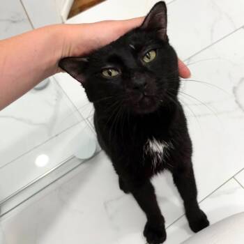 Mr. B -  Domestic Short Hair Cat for Adoption - Mr. B | PetCurious