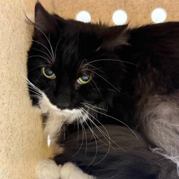 Domestic Short Hair Cats Available for Adoption in Reno, Nevada - Louis | PetCurious