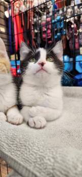 Domestic Short Hair Cats Available for Adoption - Down | PetCurious