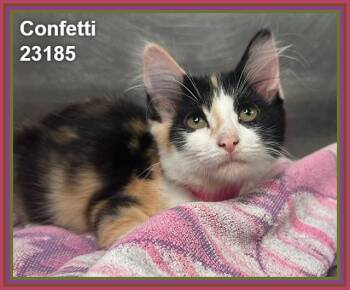 CONFETTI -  Domestic Short Hair and Calico Cat for Adoption in Marietta, Georgia - CONFETTI | PetCurious