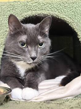 Rescue Domestic Short Hair Cats for Adoption in North East, Maryland - Sophie | PetCurious