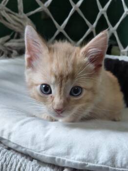 Howard -  Domestic Short Hair Cat for Adoption in Montello, Wisconsin - Howard | PetCurious