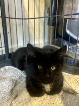 Ryn -  Domestic Short Hair Cat for Adoption in Sedalia, Colorado - Ryn | PetCurious