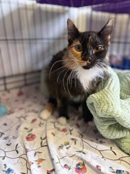 LuLu -  Domestic Long Hair Cat for Adoption in Lovingston, Virginia - LuLu | PetCurious