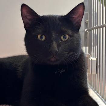 Domestic Short Hair Cats Available for Adoption in Naperville, Illinois - Eduardo | PetCurious