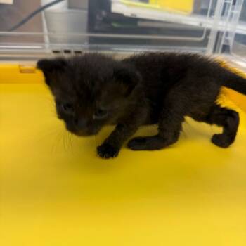 Bagira -  Domestic Short Hair Cat for Adoption in Norman, Oklahoma - Bagira | PetCurious