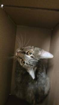 Lima Bean -  Domestic Short Hair Cat for Adoption in Wichita, Kansas - Lima Bean | PetCurious
