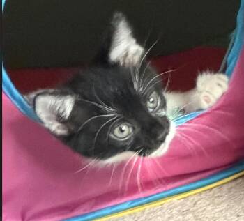 Oreo -  Domestic Short Hair Cat for Adoption in Cincinnati, Ohio - Oreo | PetCurious