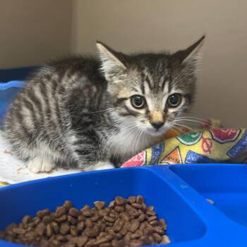 Domestic Short Hair Cats Available for Adoption in Summerville, South Carolina - Zepp | PetCurious