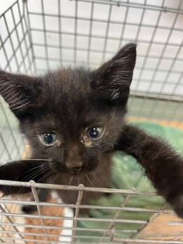 MUHAMMAD ALI -  Domestic Medium Hair Cat for Adoption in Jacksonville, Florida - MUHAMMAD ALI | PetCurious