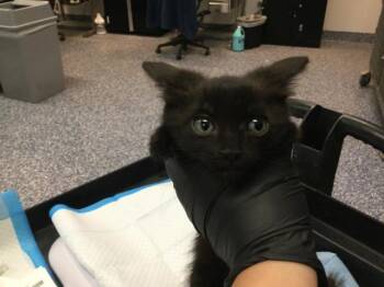 A1935947 -  Domestic Short Hair Cat for Adoption in Thousand Palms, California - A1935947 | PetCurious