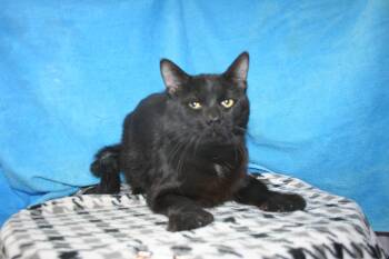 Domestic Short Hair Cats Available for Adoption - Mr. Beans | PetCurious