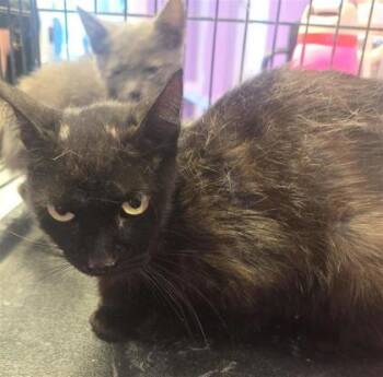 Twenty-three -  Domestic Short Hair Cat for Adoption in El Paso, Texas - Twenty-three | PetCurious