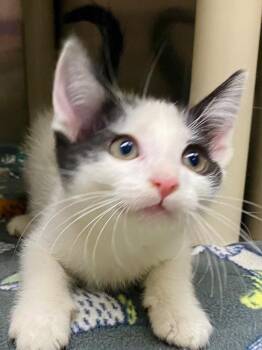 Moo-Fasa -  Domestic Short Hair Cat for Adoption in Chico, California - Moo-Fasa | PetCurious