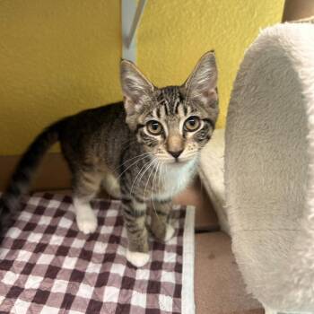 Pretzel -  Domestic Short Hair Cat for Adoption in Fresno, California - Pretzel | PetCurious