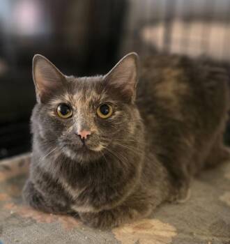 Susitna -  Domestic Medium Hair Cat for Adoption in Palmer, Alaska - Susitna | PetCurious