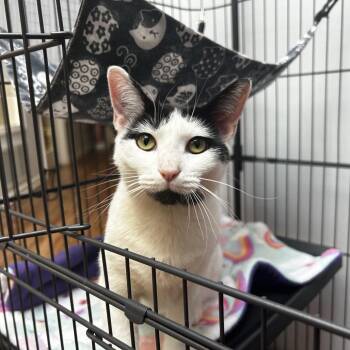Lyric -  Domestic Short Hair Cat for Adoption in Evanston, Illinois - Lyric | PetCurious
