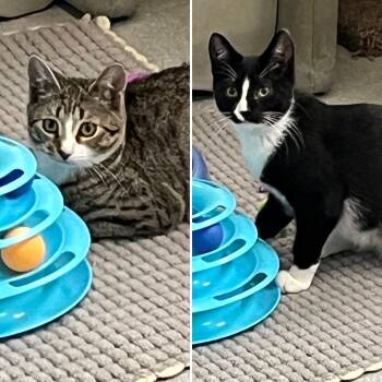 Mercedes & Martin -  Domestic Short Hair and Tuxedo Cat for Adoption in Mendham, New Jersey - Mercedes & Martin | PetCurious