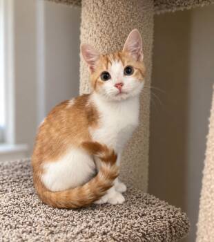 Crush -  Domestic Short Hair Cat for Adoption in Jacksonville, Florida - Crush | PetCurious