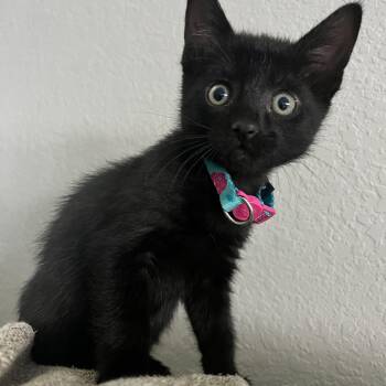 Domestic Short Hair Cats Available for Adoption in Bryan, Texas - Rice Krispie | PetCurious