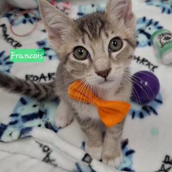 Francois -  Tabby and Russian Blue Cat for Adoption in Yorba Linda, California - Francois | PetCurious