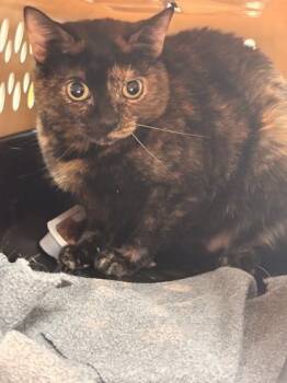 Domestic Short Hair Cats Available for Adoption in Memphis, Tennessee - Cocoa | PetCurious