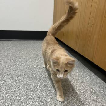 Blip -  Domestic Medium Hair Cat for Adoption in Durango, Colorado - Blip | PetCurious