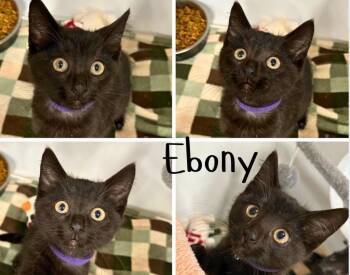 Ebony -  Domestic Short Hair Cat for Adoption in Pierceton, Indiana - Ebony | PetCurious