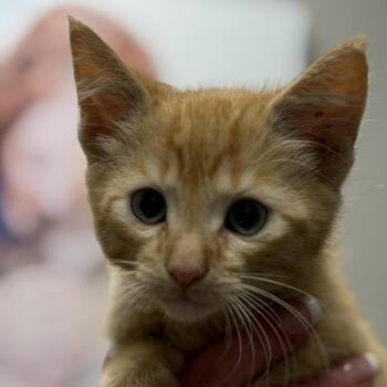 Beans -  Domestic Short Hair Cat for Adoption in Midland, Texas - Beans | PetCurious