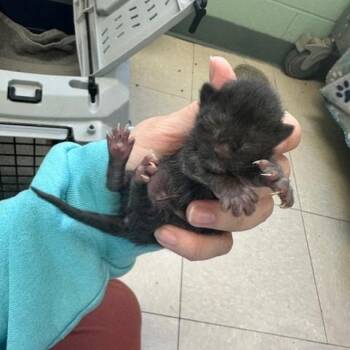 Orien -  Domestic Short Hair Cat for Adoption in Indianapolis, Indiana - Orien | PetCurious