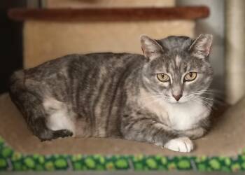 Rescue Domestic Short Hair Cats for Adoption in Chehalis, Washington - Hailey | PetCurious