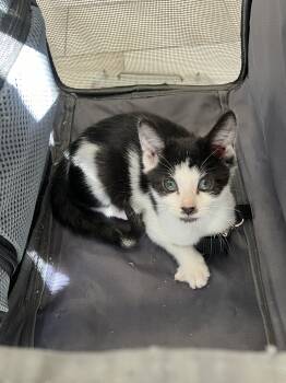 Rescue Domestic Short Hair Cats for Adoption in Chicago, Illinois - Nugget (Aka Memphis) | PetCurious